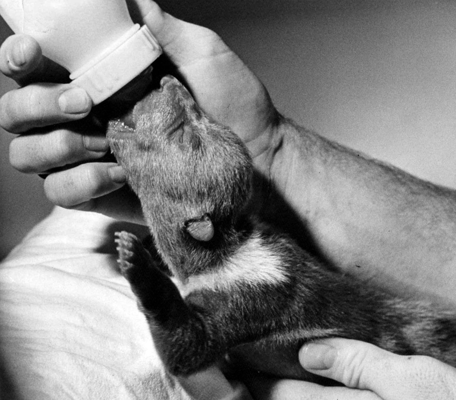 Bears at the St. Louis Zoo in 1971